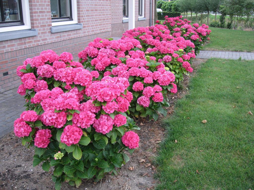 B&B Oostzomerland Mijnsheerenland Ngoại thất bức ảnh